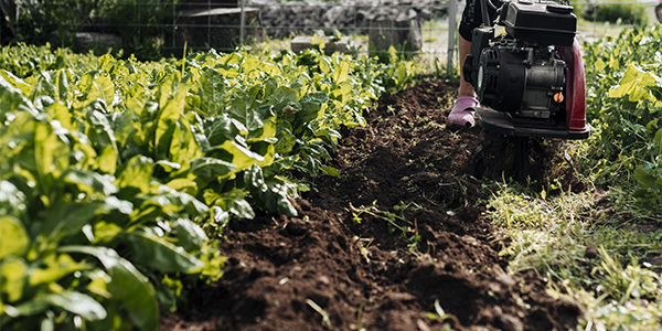 ¿Qué es el mulching y por qué deberías probarlo en tu jardín? 