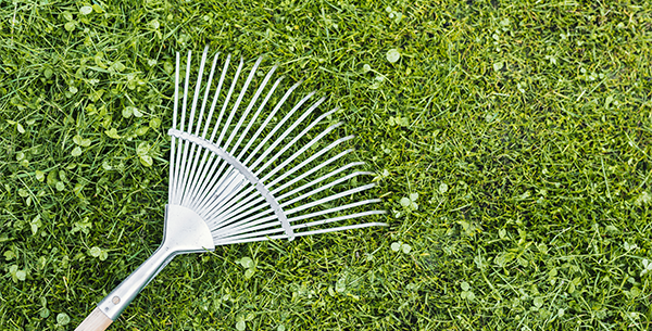 ¿Febrero o marzo? El dilema de la limpieza de primavera en tu jardín 