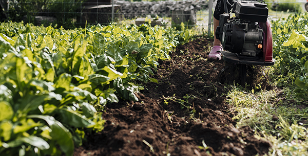 ¿Qué es el mulching y por qué deberías probarlo en tu jardín? 